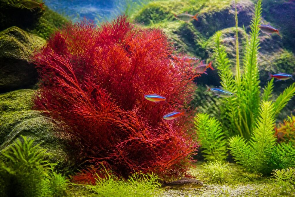 découvrez comment les algues rouges peuvent sublimer votre jardin aquatique en apportant couleur et équilibre naturel à votre bassin.