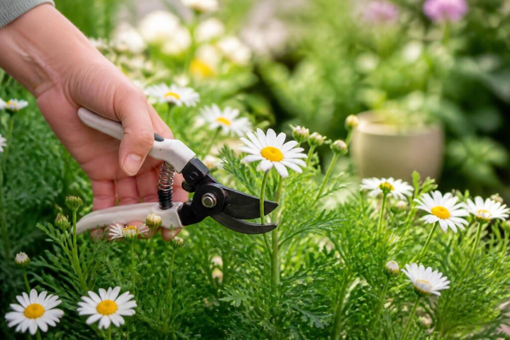 découvrez les conseils essentiels pour entretenir l'anthémis sur tige toute l'année et garantir une floraison saine et abondante grâce à des gestes simples et efficaces.