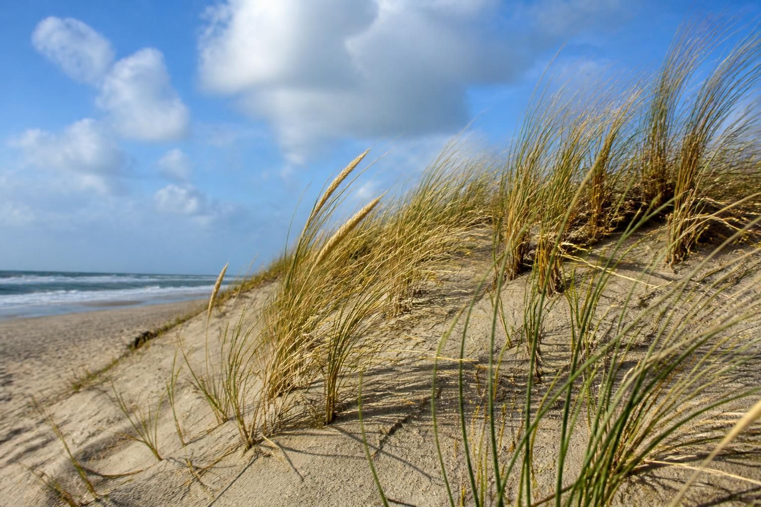 découvrez comment les oyats jouent un rôle crucial dans la protection durable des dunes littorales françaises en stabilisant le sable et préservant la biodiversité.