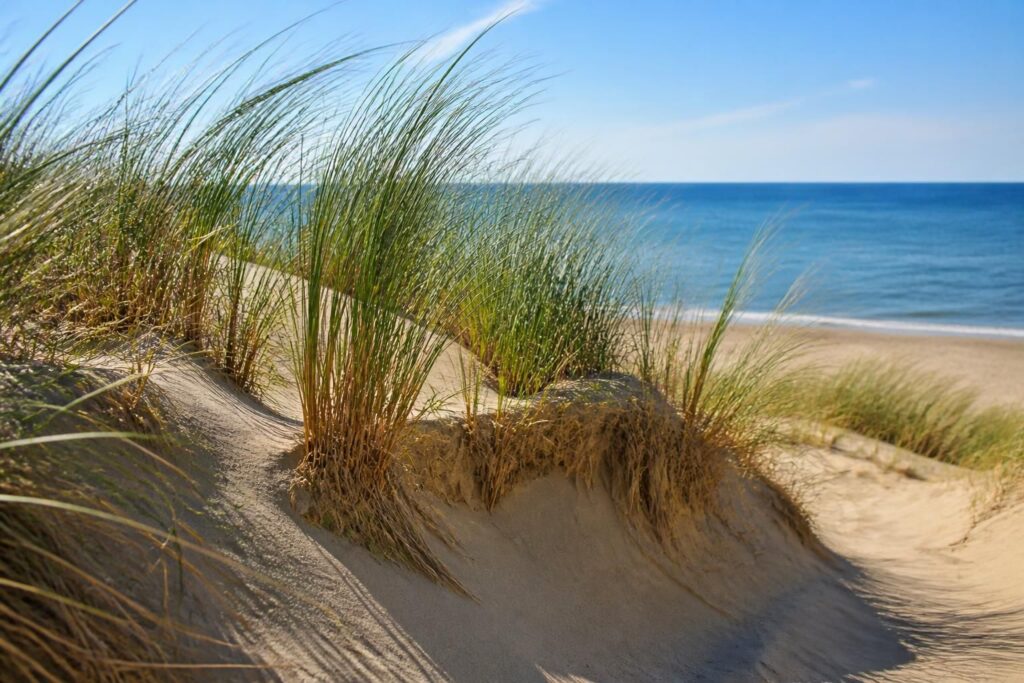 découvrez comment les oyats jouent un rôle essentiel dans la protection durable des dunes littorales françaises en stabilisant le sol et en préservant la biodiversité côtière.